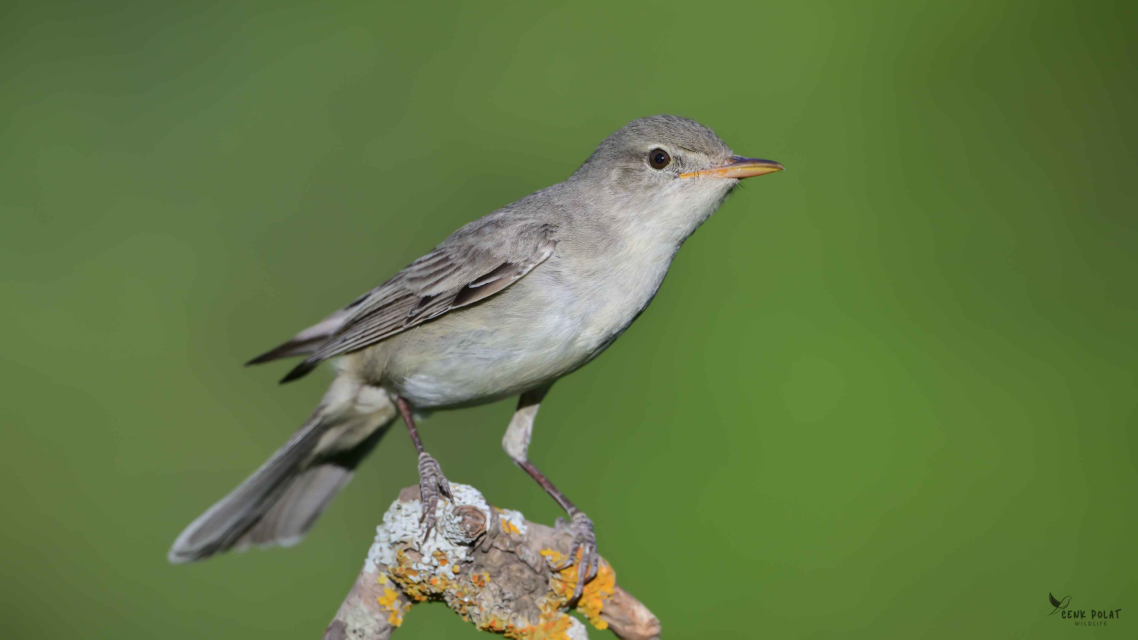 Olive-tree Warbler